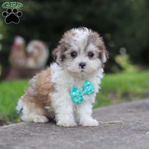 Kobe, Maltipoo Puppy